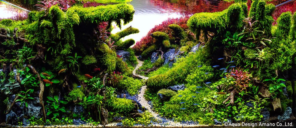 76 - TOP 100 IAPLC 2020 - Aquascape & Planted Tank Guide