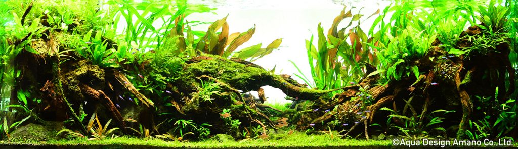 77 - TOP 100 IAPLC 2020 - Aquascape & Planted Tank Guide