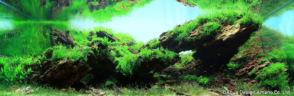 78 - TOP 100 IAPLC 2020 - Aquascape & Planted Tank Guide