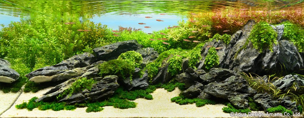 79 - TOP 100 IAPLC 2020 - Aquascape & Planted Tank Guide