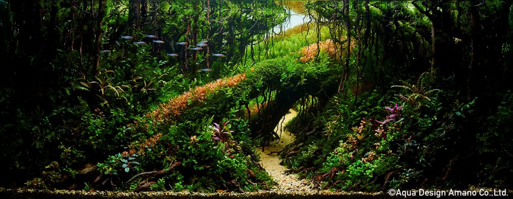 8 - TOP 100 IAPLC 2020 - Aquascape & Planted Tank Guide