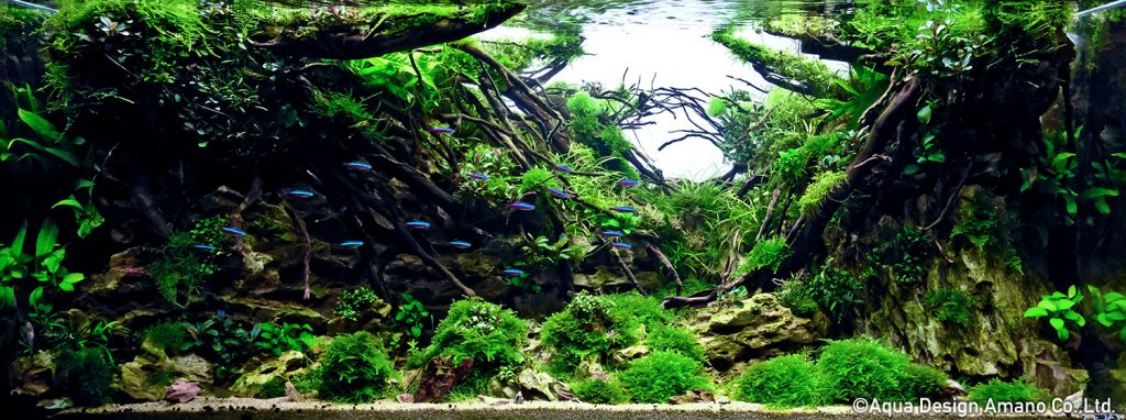 80 - TOP 100 IAPLC 2020 - Aquascape & Planted Tank Guide