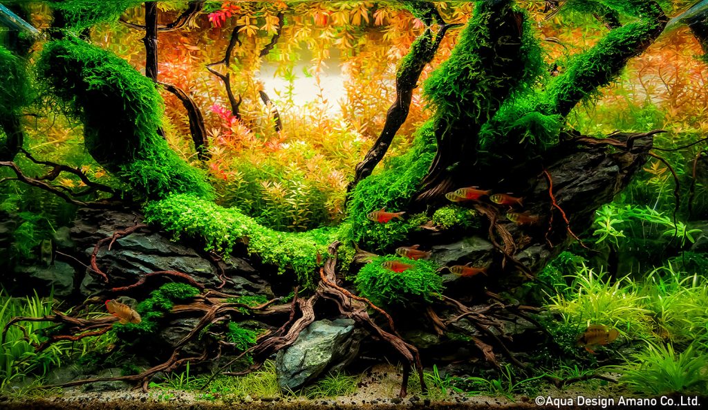 81 - TOP 100 IAPLC 2020 - Aquascape & Planted Tank Guide
