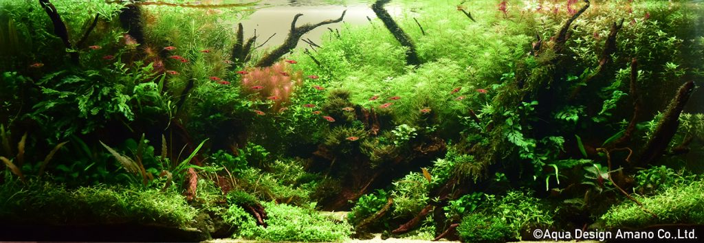 82 - TOP 100 IAPLC 2020 - Aquascape & Planted Tank Guide
