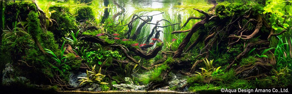 83 - TOP 100 IAPLC 2020 - Aquascape & Planted Tank Guide