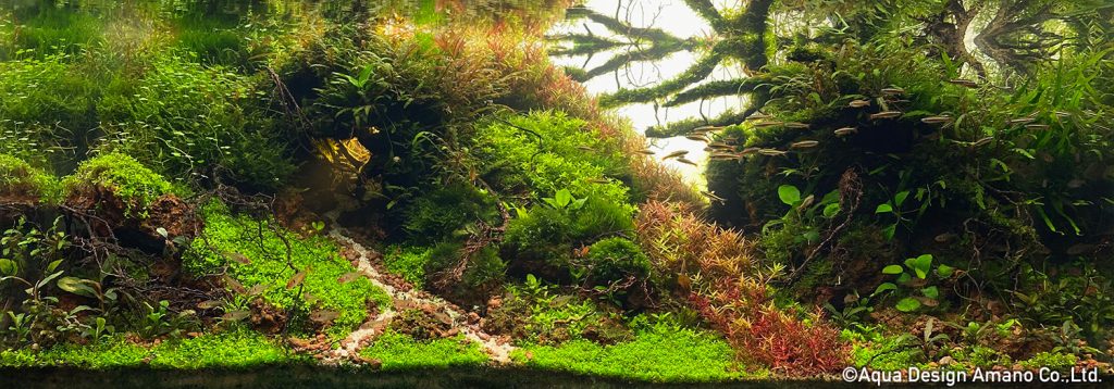 84 - TOP 100 IAPLC 2020 - Aquascape & Planted Tank Guide