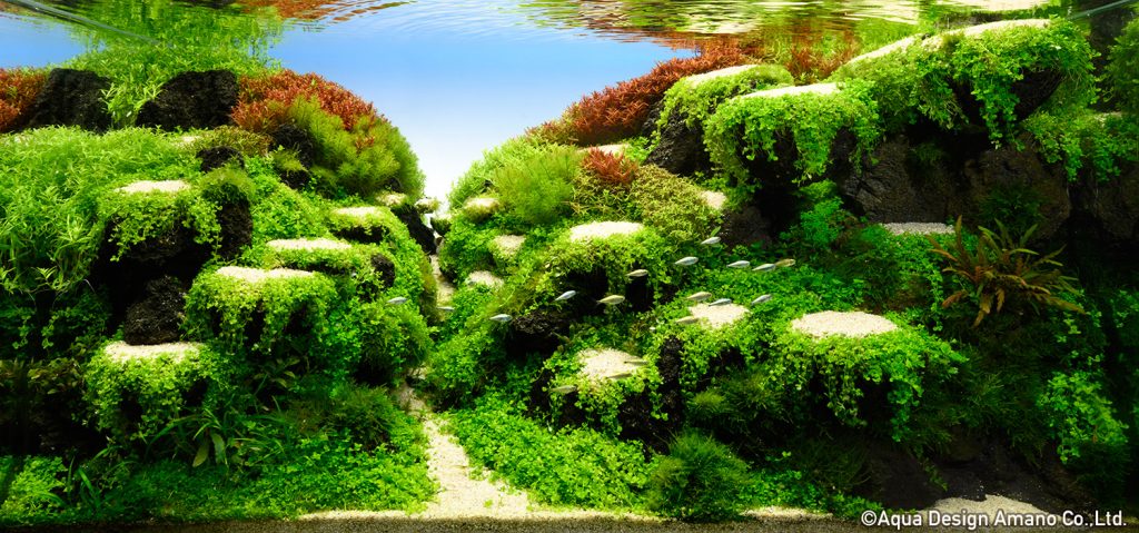 85 - TOP 100 IAPLC 2020 - Aquascape & Planted Tank Guide