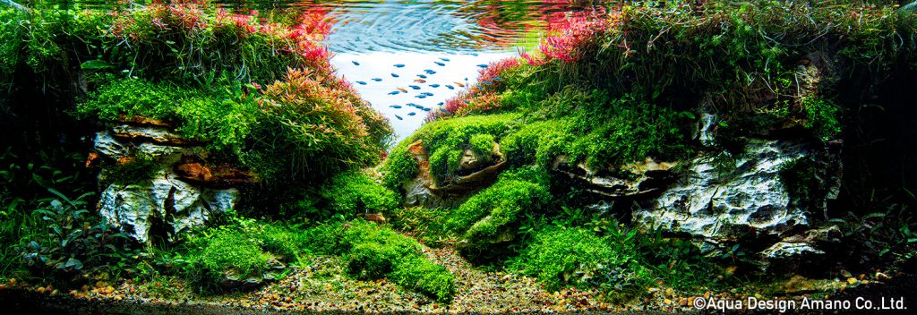 86 - TOP 100 IAPLC 2020 - Aquascape & Planted Tank Guide
