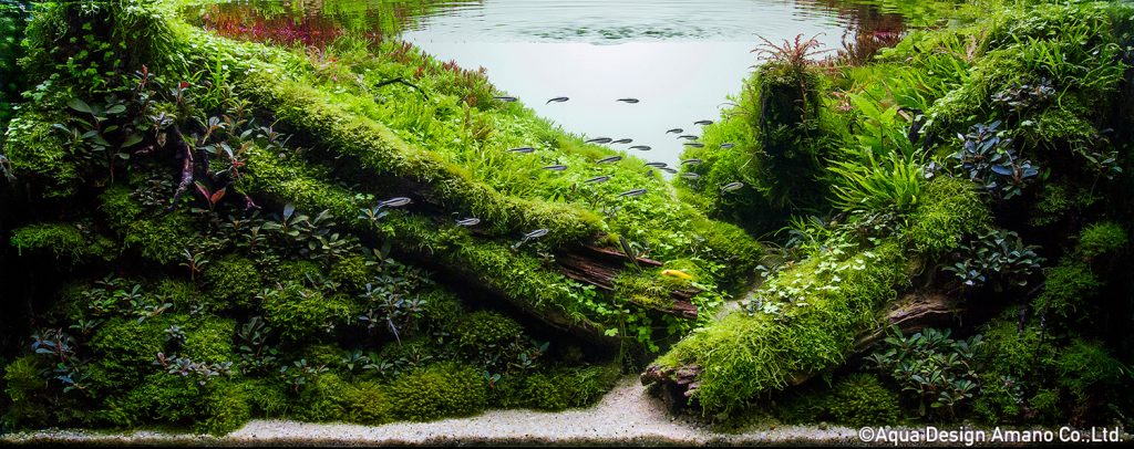 87 - TOP 100 IAPLC 2020 - Aquascape & Planted Tank Guide