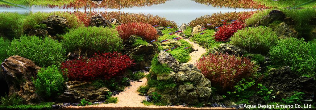 88 - TOP 100 IAPLC 2020 - Aquascape & Planted Tank Guide