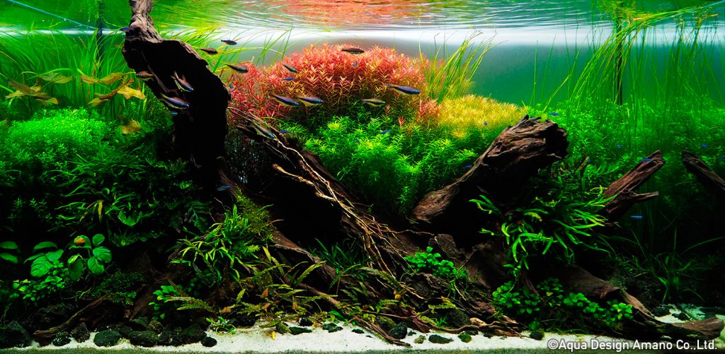 89 - TOP 100 IAPLC 2020 - Aquascape & Planted Tank Guide