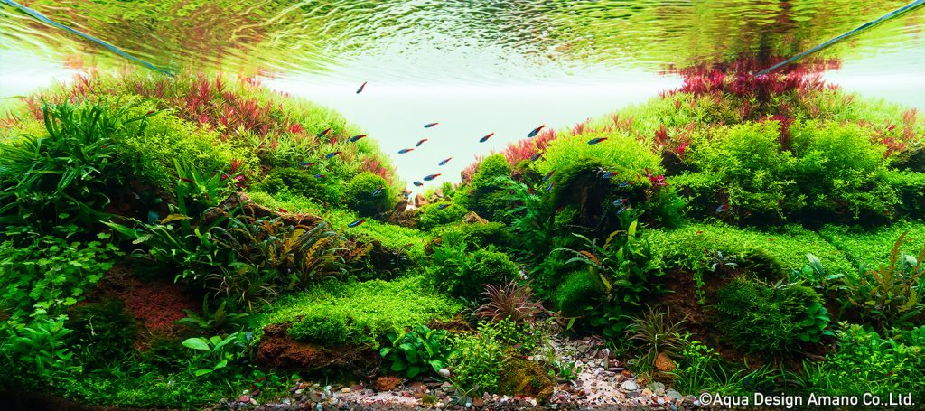 90 - TOP 100 IAPLC 2020 - Aquascape & Planted Tank Guide
