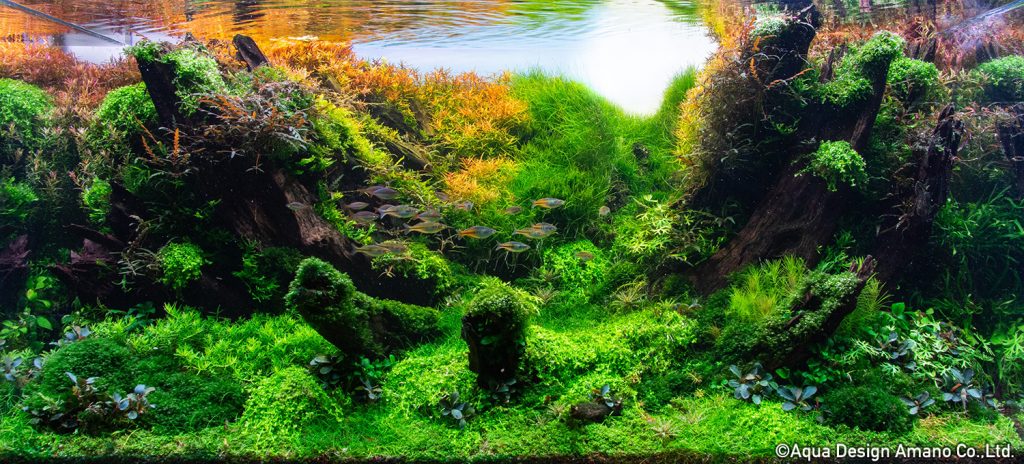 91 - TOP 100 IAPLC 2020 - Aquascape & Planted Tank Guide