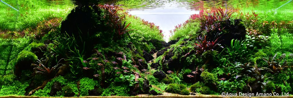 92 - TOP 100 IAPLC 2020 - Aquascape & Planted Tank Guide