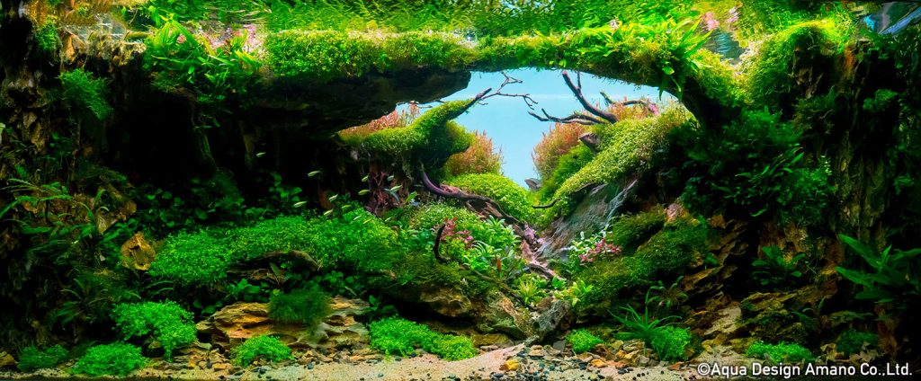 93 - TOP 100 IAPLC 2020 - Aquascape & Planted Tank Guide