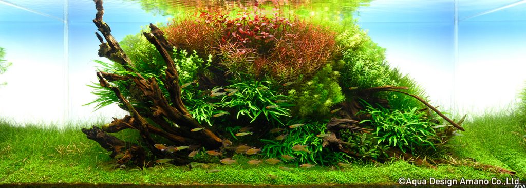 94 - TOP 100 IAPLC 2020 - Aquascape & Planted Tank Guide