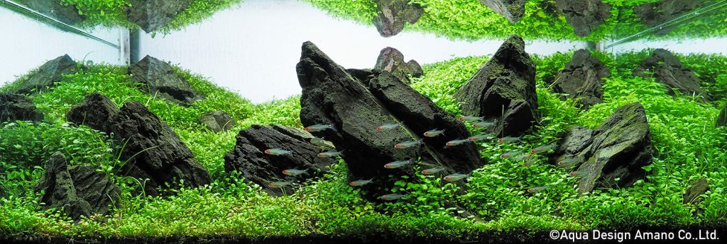 OLYMPUS DIGITAL CAMERA - TOP 100 IAPLC 2020 - Aquascape & Planted Tank Guide