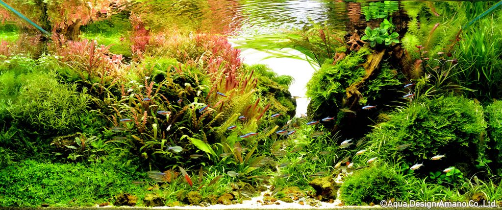 96 - TOP 100 IAPLC 2020 - Aquascape & Planted Tank Guide