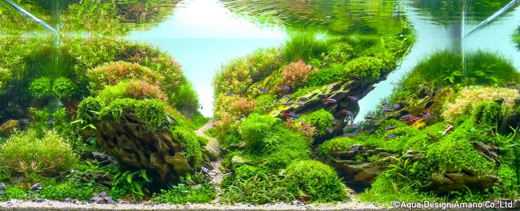 97 - TOP 100 IAPLC 2020 - Aquascape & Planted Tank Guide