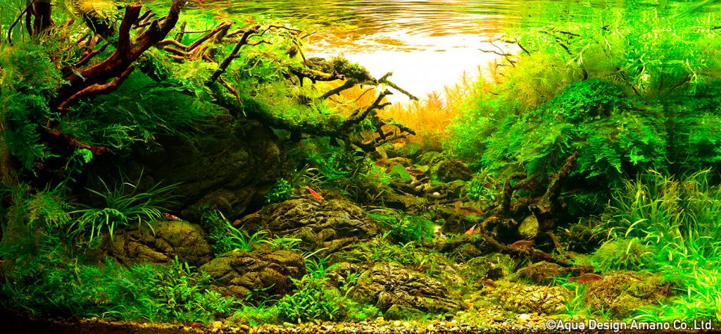 98 - TOP 100 IAPLC 2020 - Aquascape & Planted Tank Guide
