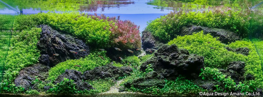 99 - TOP 100 IAPLC 2020 - Aquascape & Planted Tank Guide