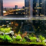 bể cá - CÁC LOẠI BỂ PHỔ BIẾN CHO CÁ CẢNH - Aquascape & Planted Tank Guide