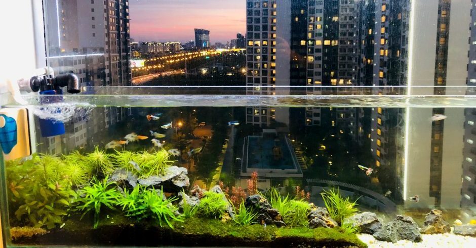 bể cá - CÁC LOẠI BỂ PHỔ BIẾN CHO CÁ CẢNH - Aquascape & Planted Tank Guide