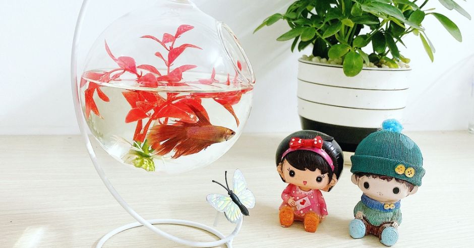mẫu bể cá mini