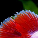 cá cảnh - CÁC LOÀI CÁ CẢNH DỄ NUÔI VÀ ĐẸP MẮT - Aquascape & Planted Tank Guide