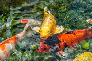 Koi (Nishikigoi)