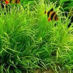 cây cỏ nhật thuỷ sinh