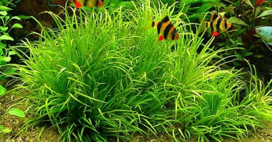 cây cỏ nhật thuỷ sinh
