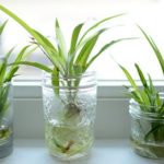 cay-day-nhen-thuy-sinh-3 (1) - 4 loại cây thủy sinh cho văn phòng làm việc mà bạn cần! - Aquascape & Planted Tank Guide
