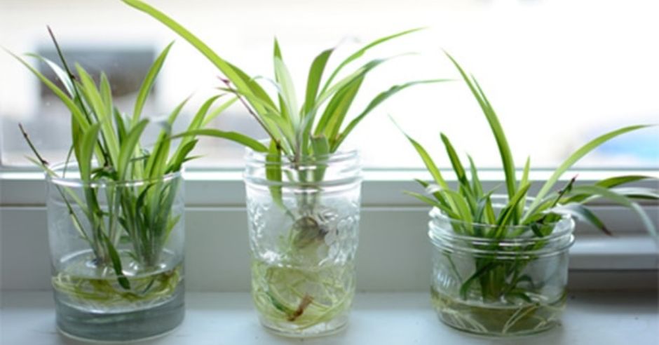 cay-day-nhen-thuy-sinh-3 (1) - 4 loại cây thủy sinh cho văn phòng làm việc mà bạn cần! - Aquascape & Planted Tank Guide