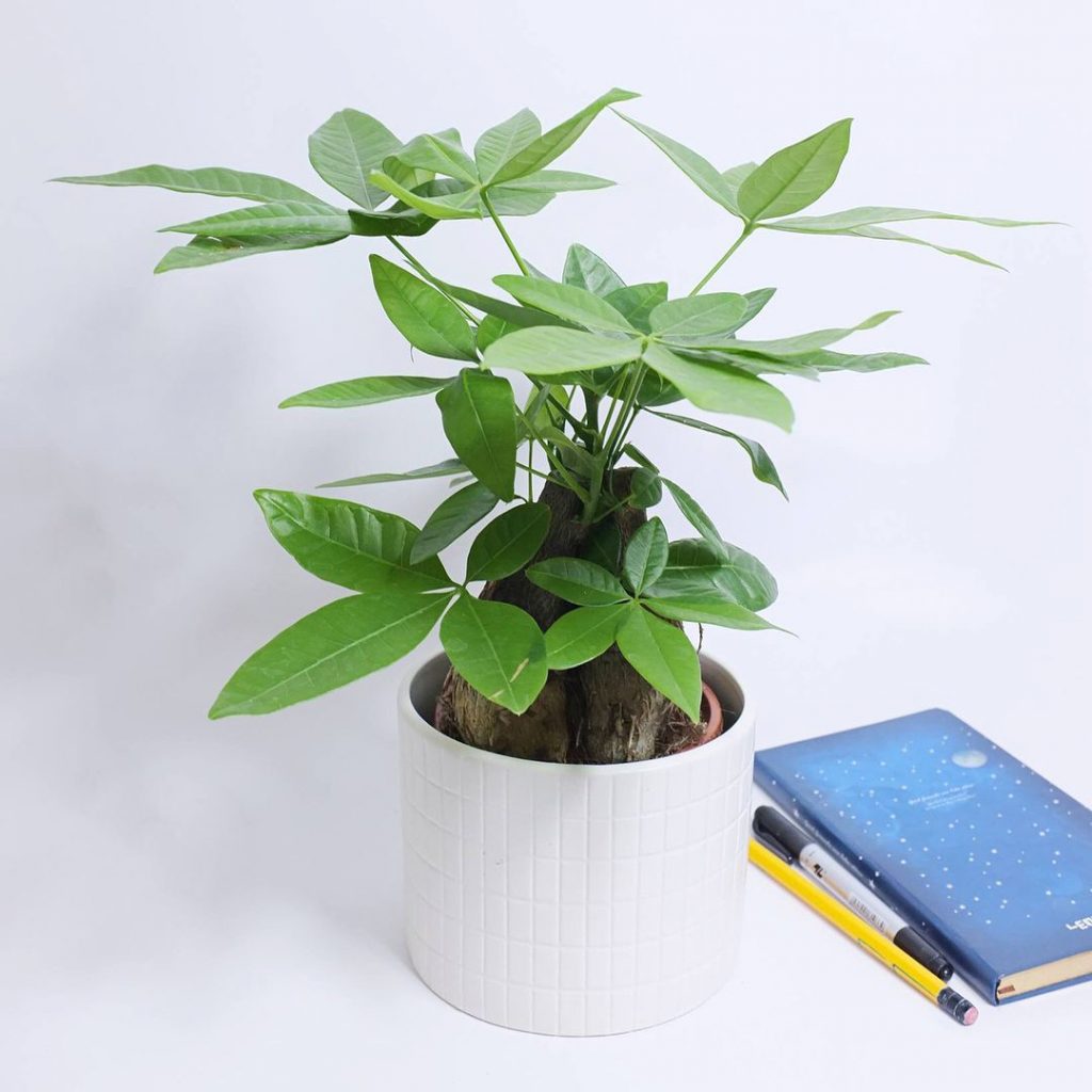 money tree - Ponytail Palm - Aquascape & Planted Tank Guide