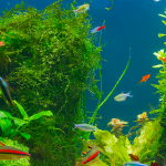 cham-soc-ca-kieng - Chăm sóc cá kiểng khi sinh sản – Bạn đã biết cách? - Aquascape & Planted Tank Guide