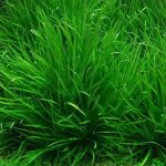 co-nhat (1) - 5 Loại Cây Thuỷ Sinh Không Cần Ánh Sáng, Dễ Trồng - Aquascape & Planted Tank Guide