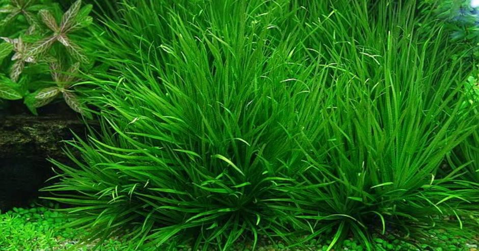 co-nhat (1) - 5 Loại Cây Thuỷ Sinh Không Cần Ánh Sáng, Dễ Trồng - Aquascape & Planted Tank Guide