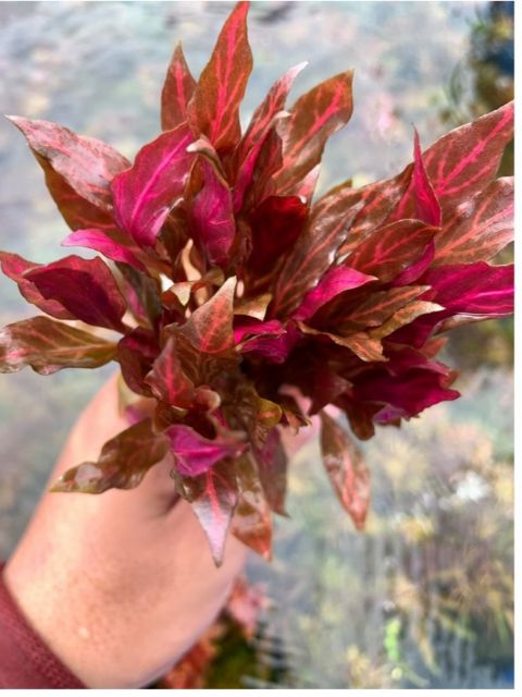 white-veined bloodleaf aquatic plant - easy to grow without needing - White Veined Bloodleaf Aquatic Plant - Aquascape & Planted Tank Guide