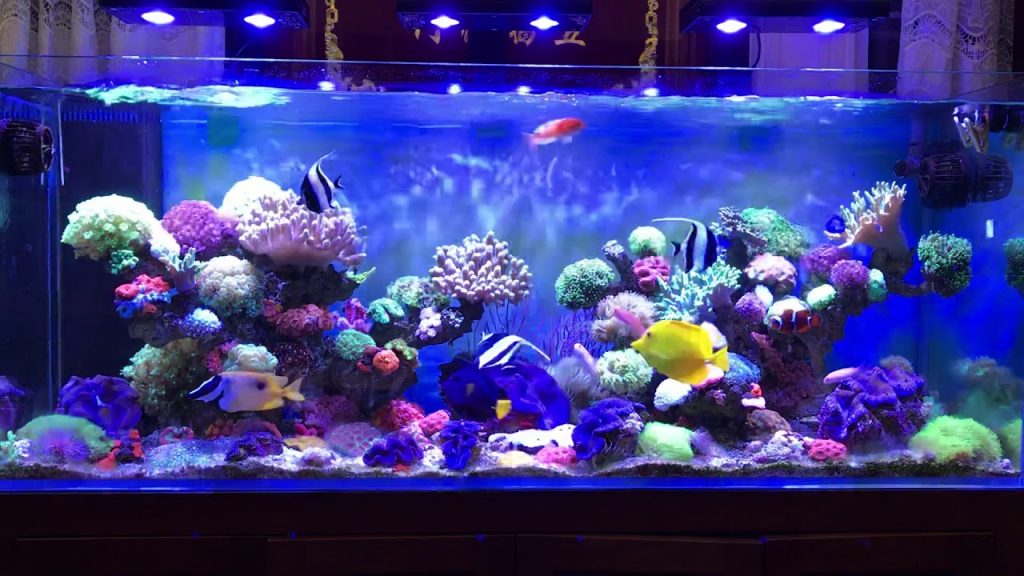 Planted aquarium lighting setup reference