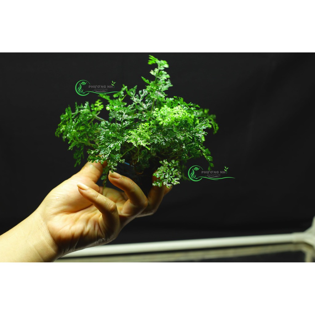 Dương xỉ châu phi mini - Cây Dương Xỉ Châu Phi Mini - Aquascape & Planted Tank Guide