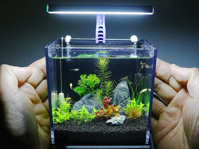 mini fish tank price - Mini aquarium - Aquascape & Planted Tank Guide