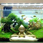 hh-min - Chia Sẻ Kinh Nghiệm Kiểm Tra Chất Lượng Nước Trong Bể Cá Dễ Dàng - Aquascape & Planted Tank Guide