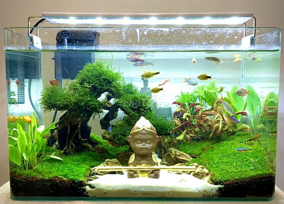 hh-min - Chia Sẻ Kinh Nghiệm Kiểm Tra Chất Lượng Nước Trong Bể Cá Dễ Dàng - Aquascape & Planted Tank Guide