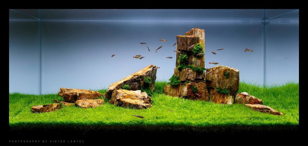ho-thuy-sinh-dung-da-go-hoa-thach-an-tuong - Đá Gỗ Hoá Thạch - Aquascape & Planted Tank Guide
