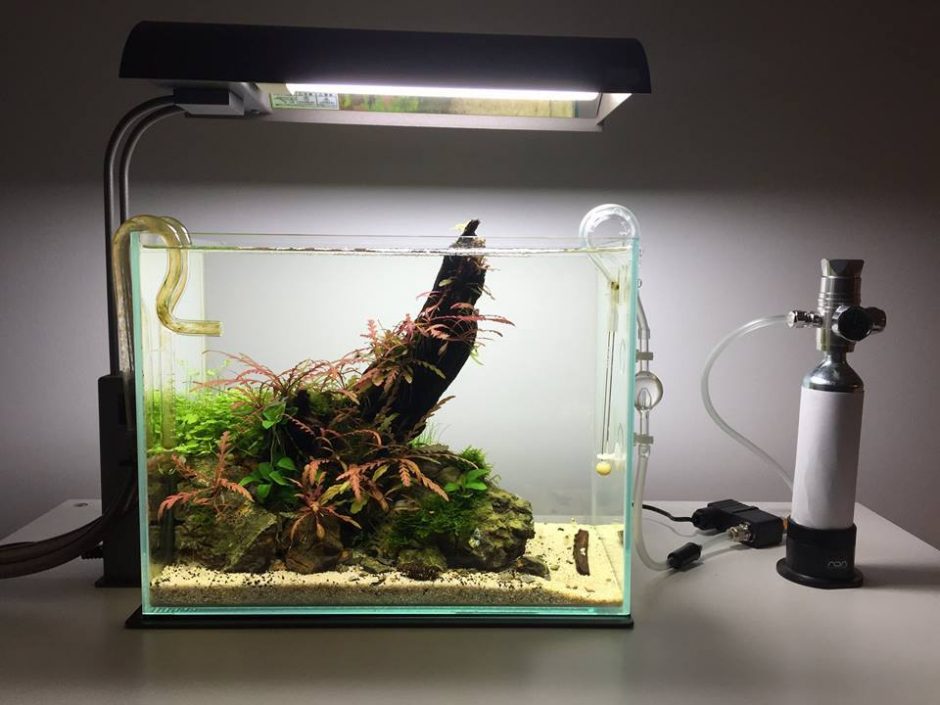 ho-thuy-sinh-nho-van-dung-co2-min - Review top 5 thiết bị CO2 chuyên dụng cho bể thủy sinh - Aquascape & Planted Tank Guide