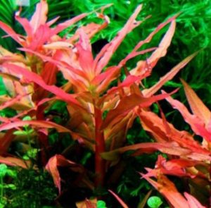 Ammannia gracilis (Pink willow)