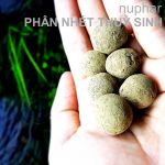 Nuphar substrate - slow-release root fertilizer for aquariums, product quality guaranteed and commitment to goods as described. - Slow-Release Nutrient Root Fertilizer for Aquascaping Tanks - Aquascape & Planted Tank Guide