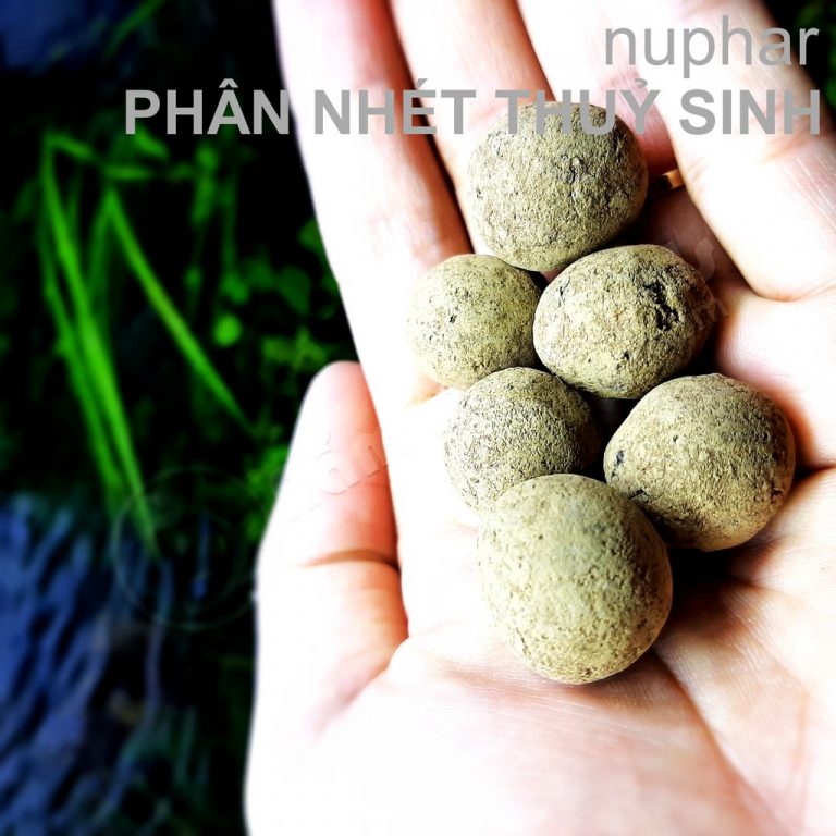 Phân nhét nuphar - phân nhét gốc nhả dưỡng chậm cho bể thuỷ sinh, chất lượng sản phẩm đảm bảo và cam kết hàng đúng như mô tả - Phân Nhét Nuphar Gốc Nhả Dưỡng Chậm Cho Bể Thuỷ Sinh - Aquascape & Planted Tank Guide