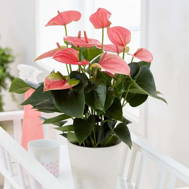 pl2000032090_card3_lg - Anthurium Plant - Aquascape & Planted Tank Guide